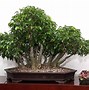 Bonsai Beringin Korea Nama Latin